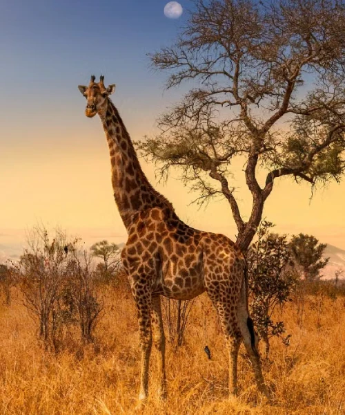 South Africa